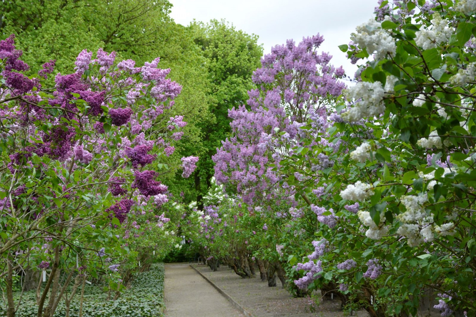 Dział Dendrologii. Kolekcja lilaków