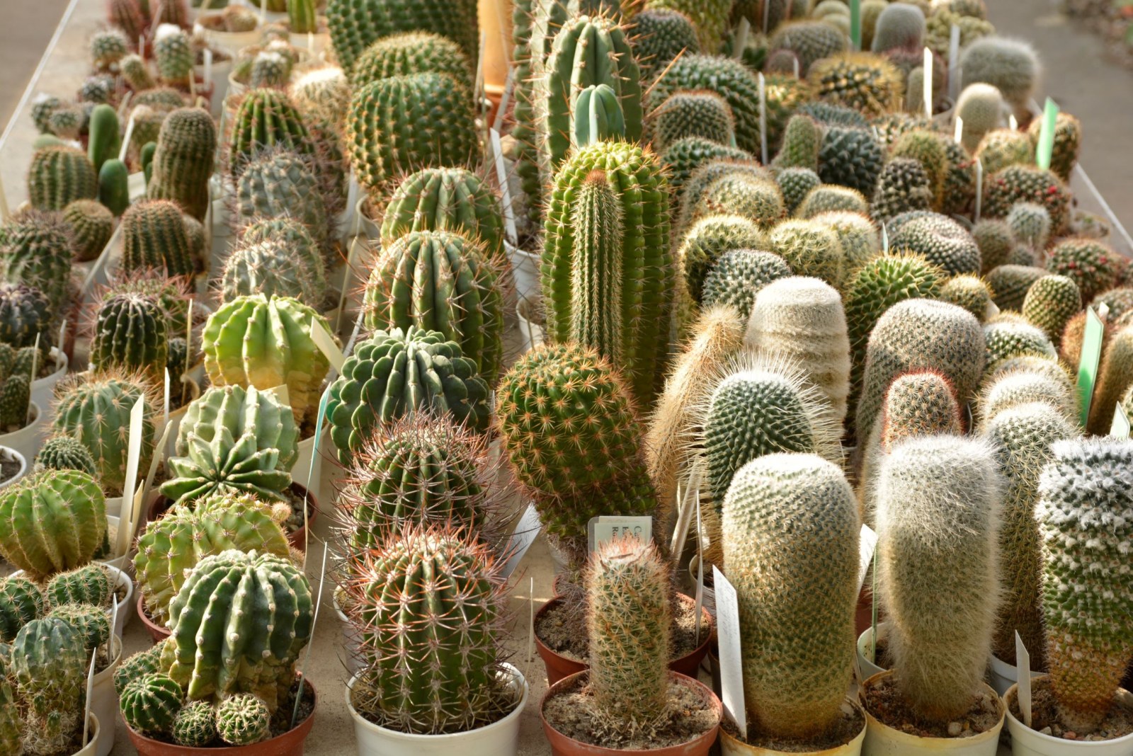Szklarnie. Kolekcja kaktusów