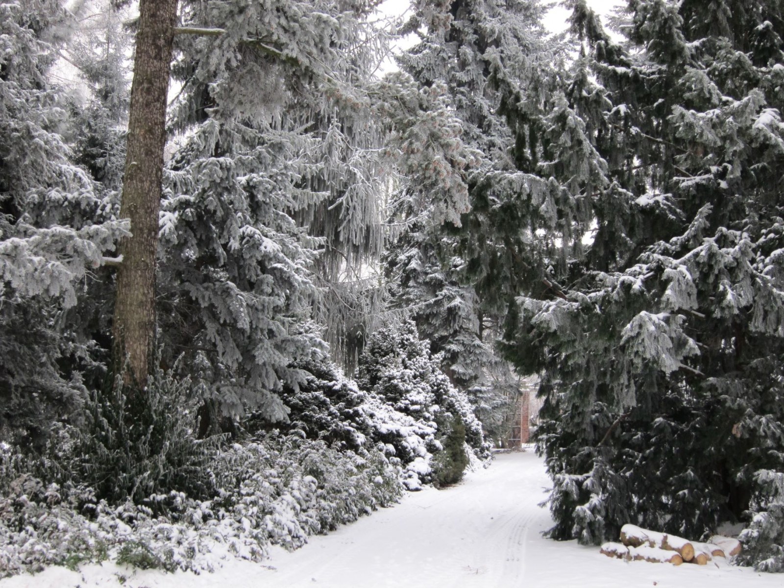 Dział Systematyki Roślin